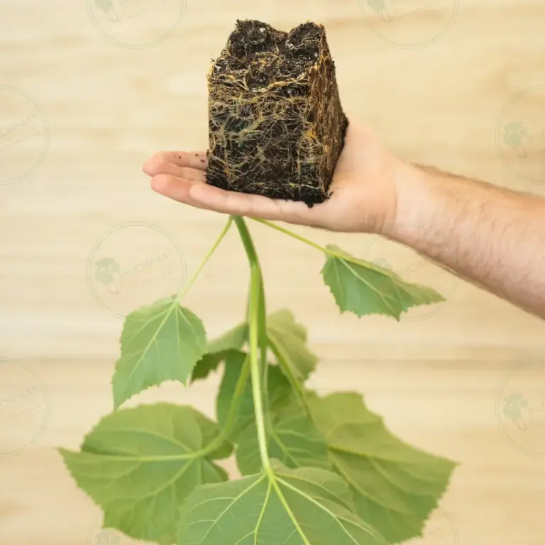 Paulownia Ze Pro2® – Stump Maceta 600 ml