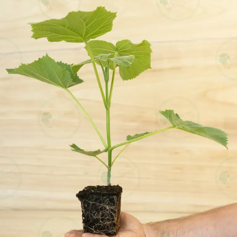 Paulownia Ze Pro2® – Stump Maceta 600 ml