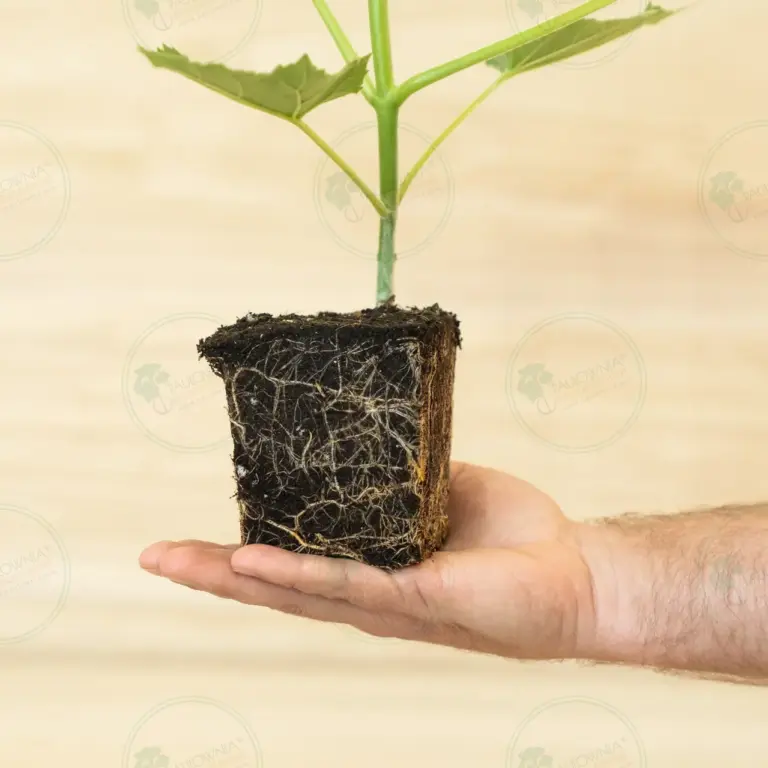 Paulownia Ze Pro2® – Stump Maceta 600 ml