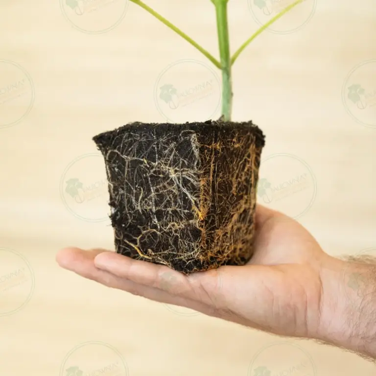 Paulownia Ze Pro2® – Stump Maceta 600 ml