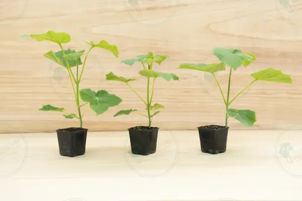 Paulownia Ze Pro2® – Pot 600 ml