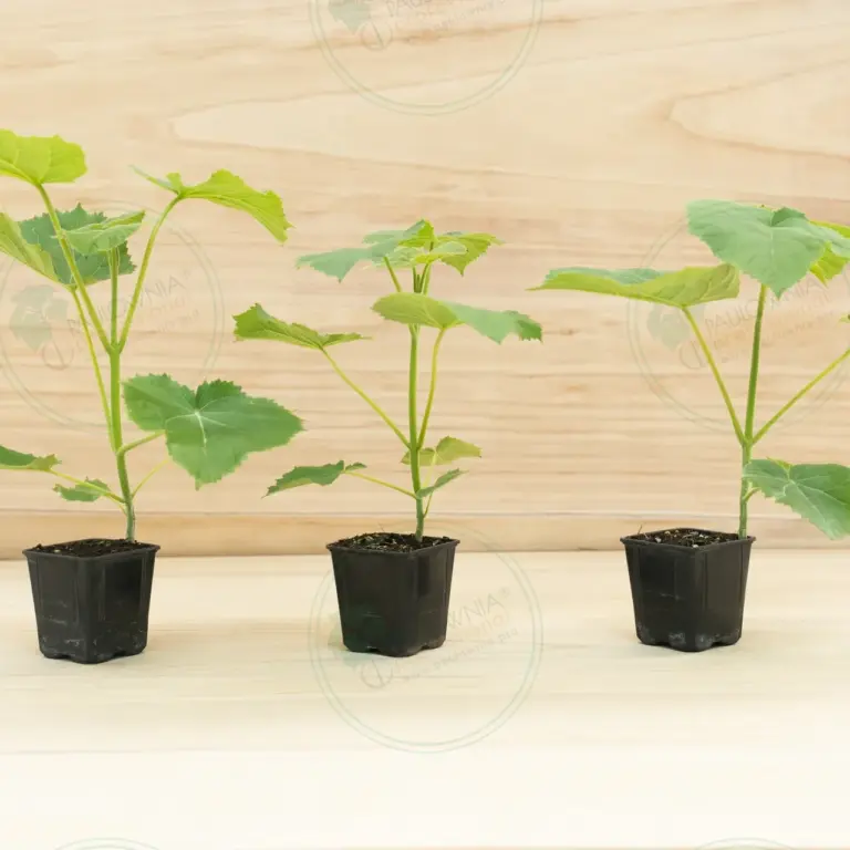 Paulownia Ze Pro2® – Pot 600 ml