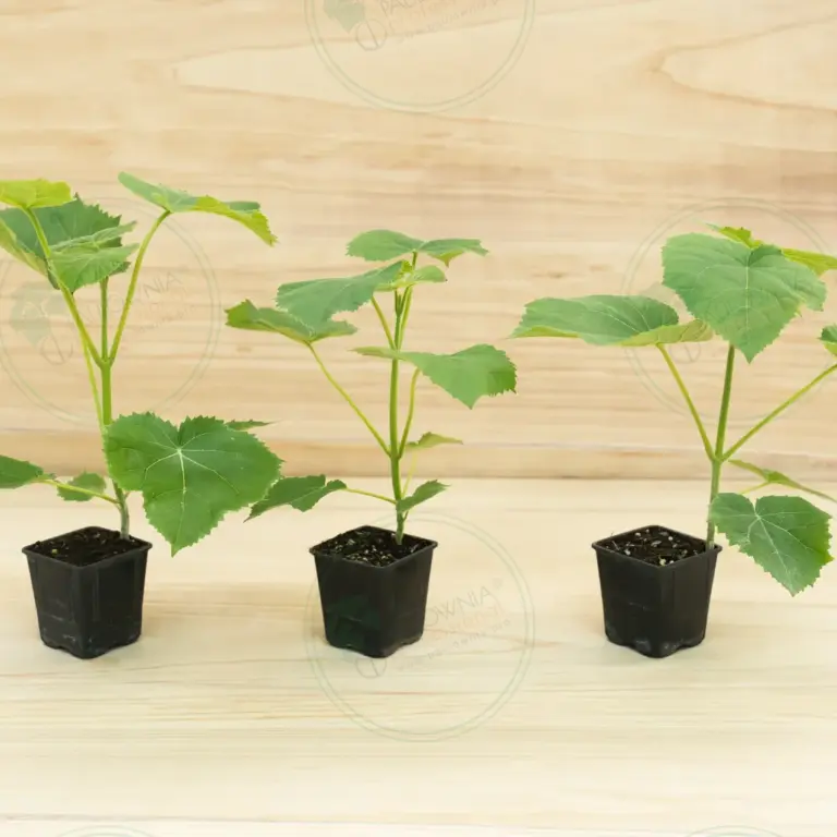 Paulownia Ze Pro2® – Pot 600 ml