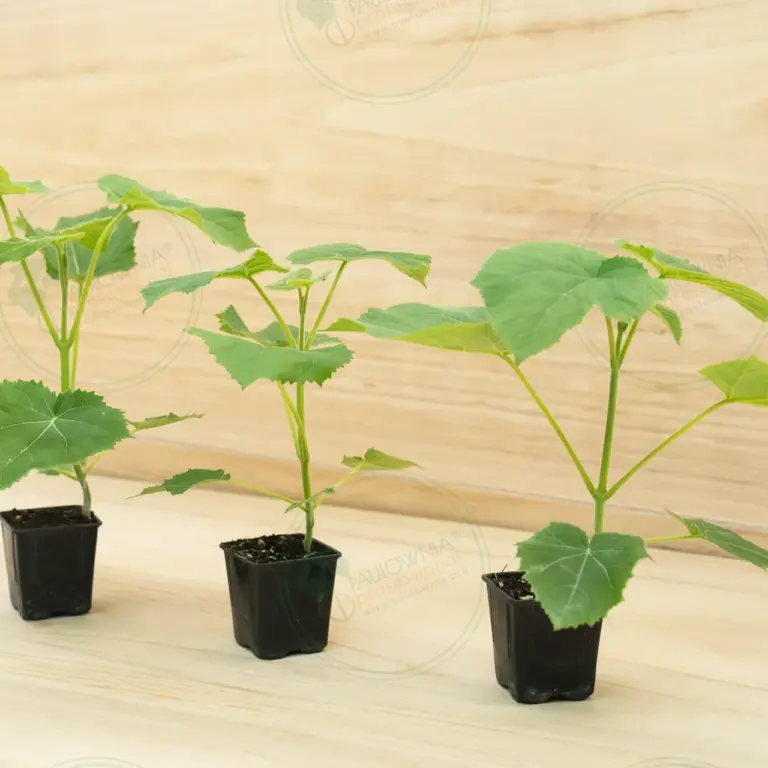 Paulownia Ze Pro2® – Pot 600 ml