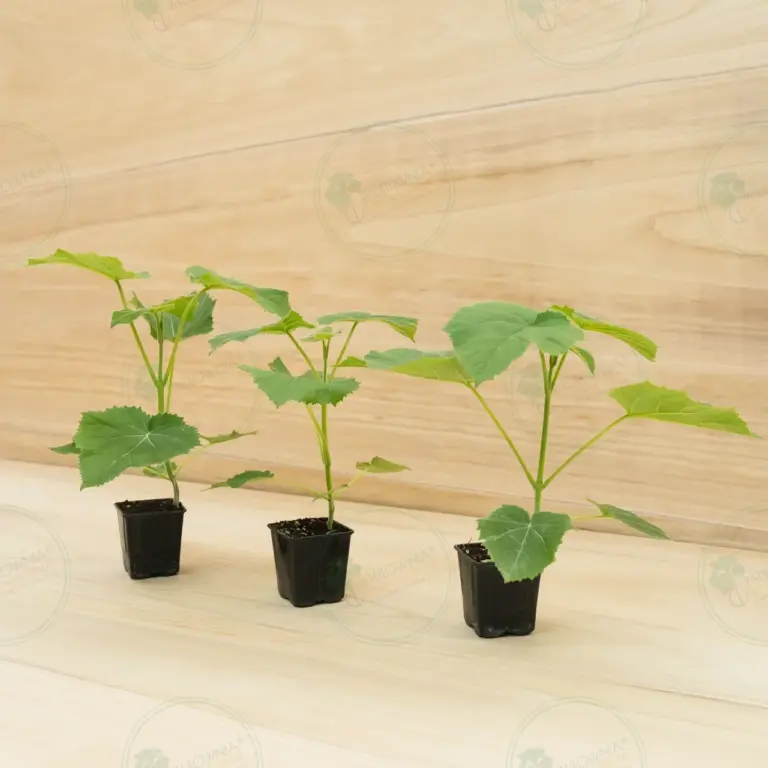 Paulownia Ze Pro2® – Pot 600 ml