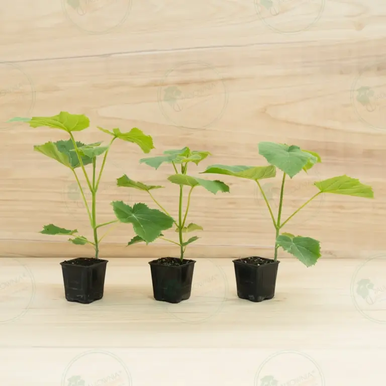 Paulownia Ze Pro2® – Pot 600 ml