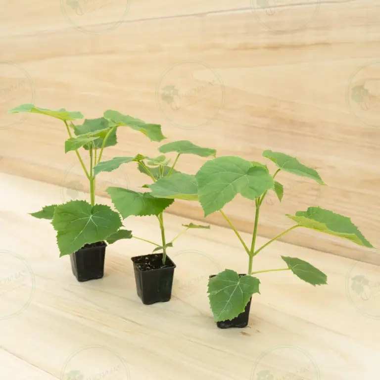 Paulownia Ze Pro2® – Pot 600 ml