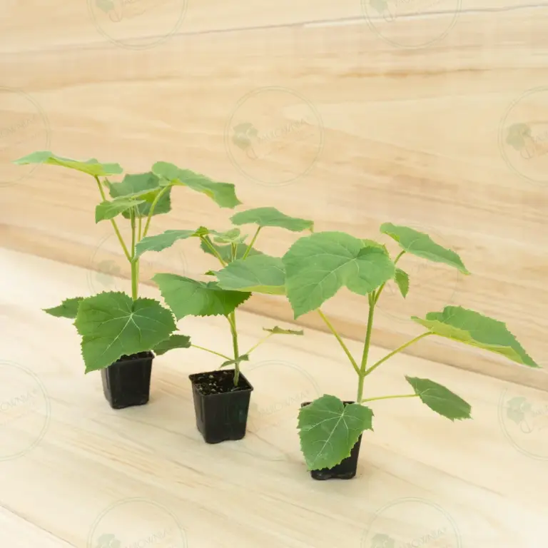 Paulownia Ze Pro2® – Pot 600 ml