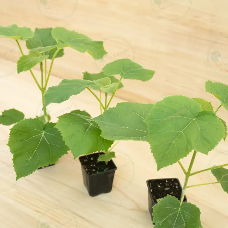 Paulownia Ze Pro2® – Pot 600 ml
