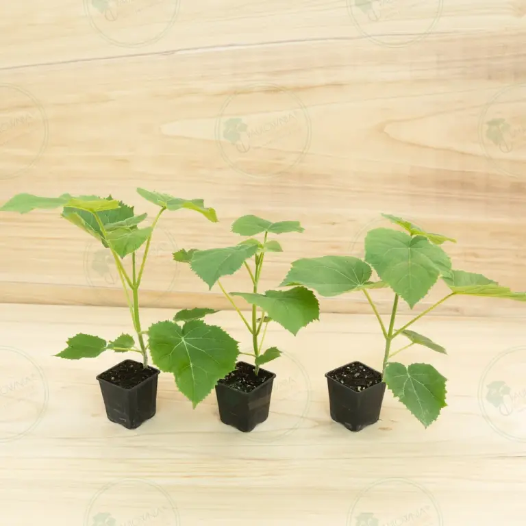 Paulownia Ze Pro2® – Pot 600 ml