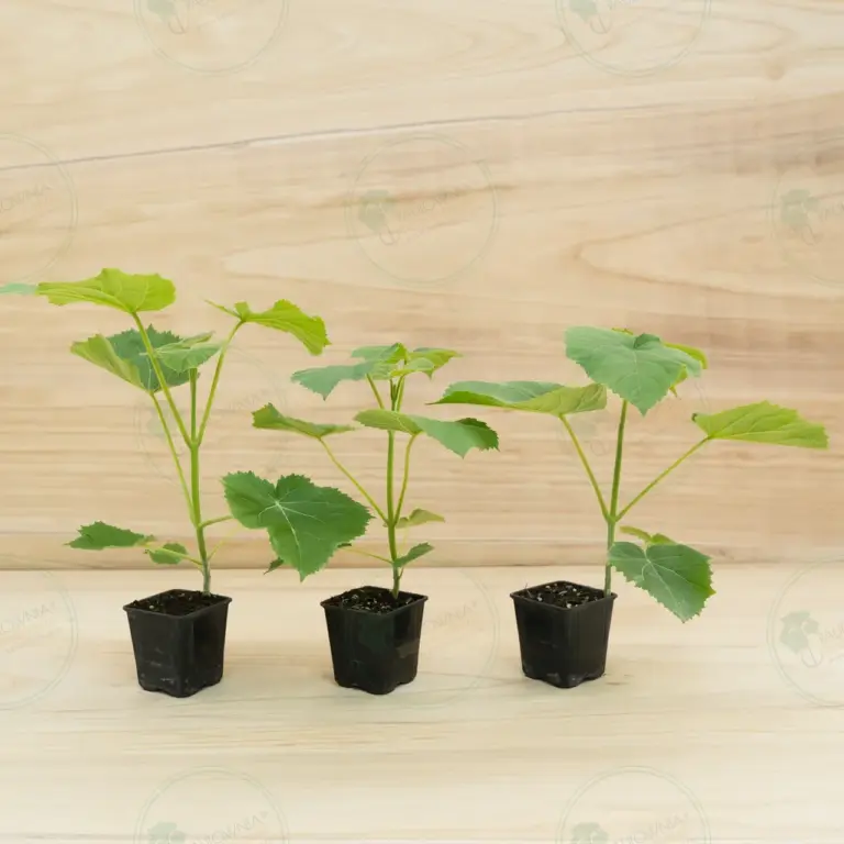 Paulownia Ze Pro2® – Pot 600 ml