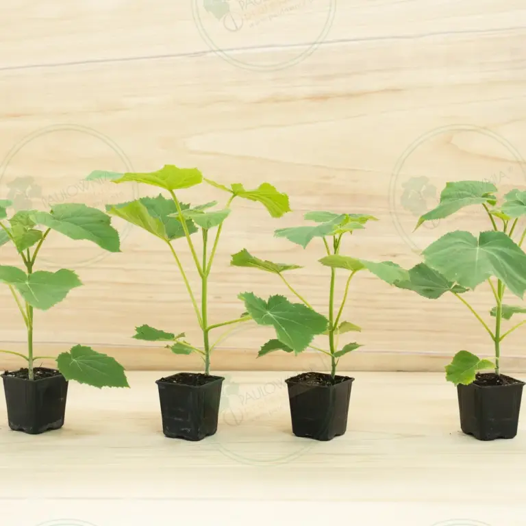 Paulownia Ze Pro2® – Pot 600 ml