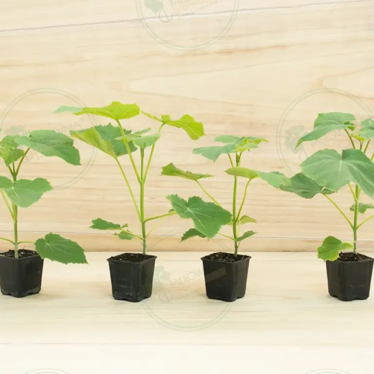 Paulownia Ze Pro2® – Pot 600 ml