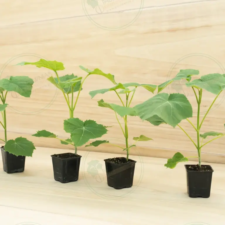Paulownia Ze Pro2® – Pot 600 ml