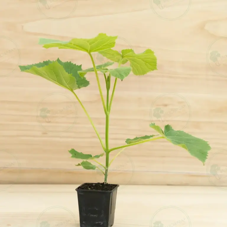 Paulownia Ze Pro2® – Pot 600 ml