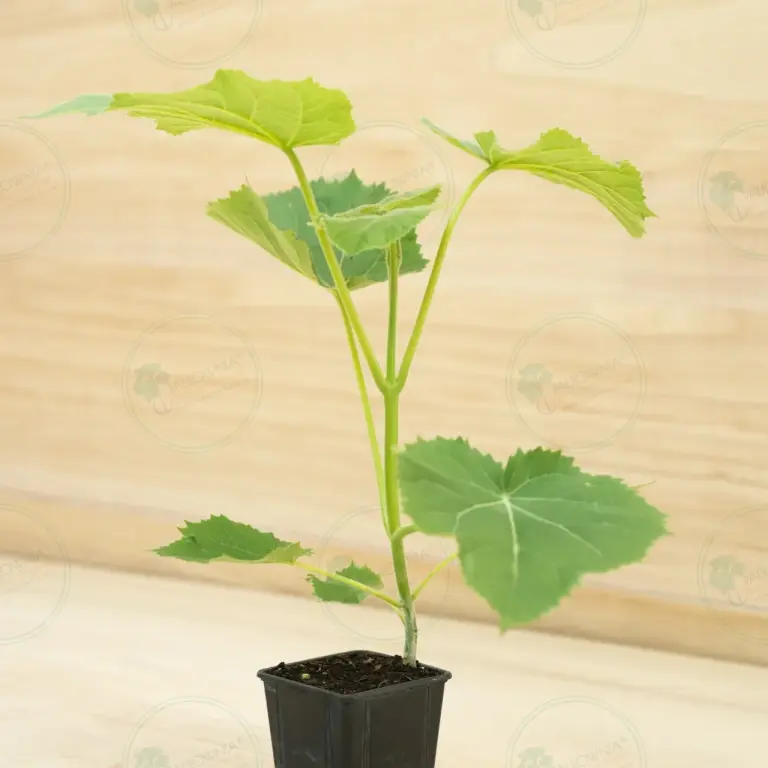 Paulownia Ze Pro2® – Pot 600 ml