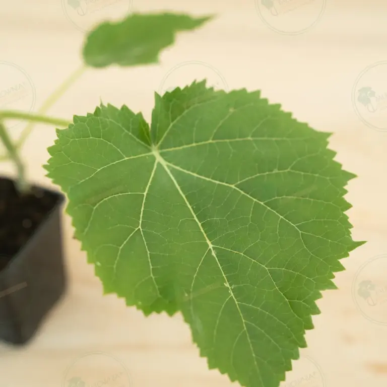 Paulownia Ze Pro2® – Pot 600 ml
