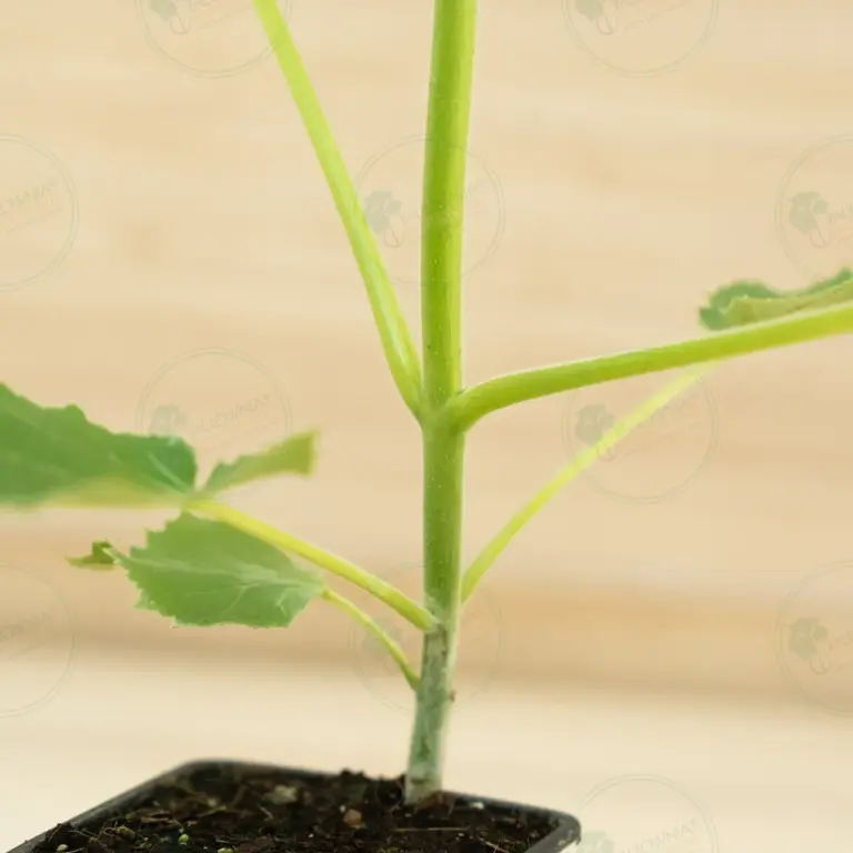 Paulownia Ze Pro2® – Pot 600 ml