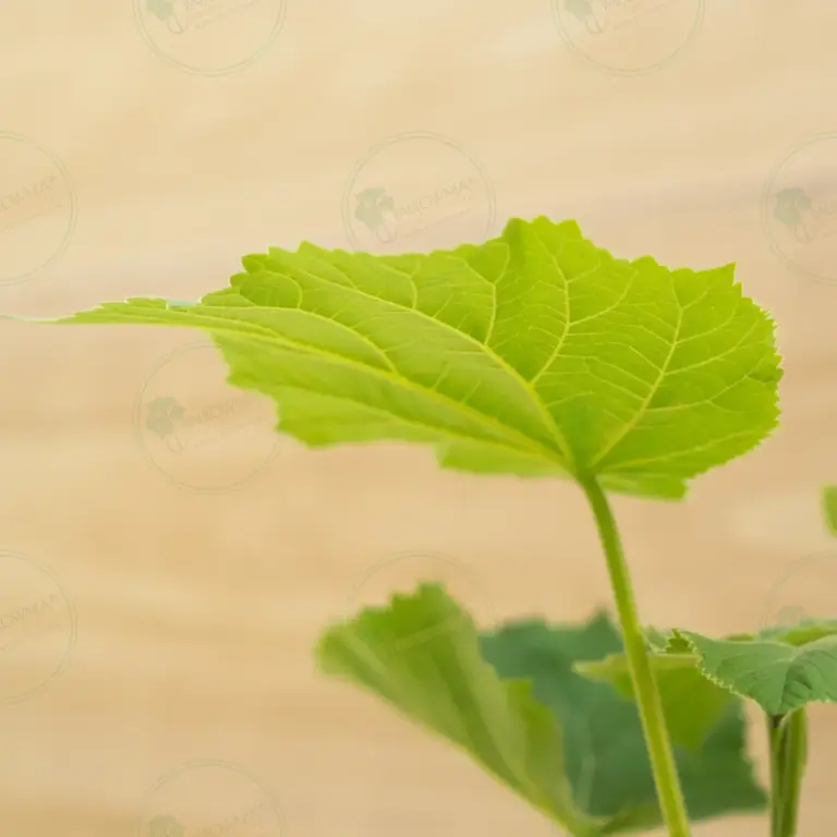 Paulownia Ze Pro2® – Pot 600 ml