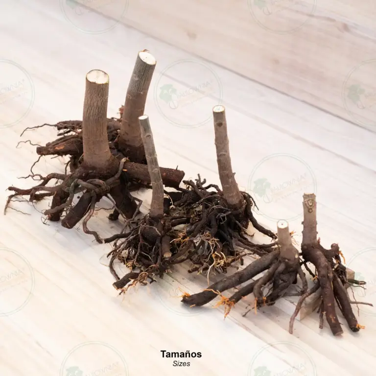 Paulownia Pao Tong Z07 – Stump L