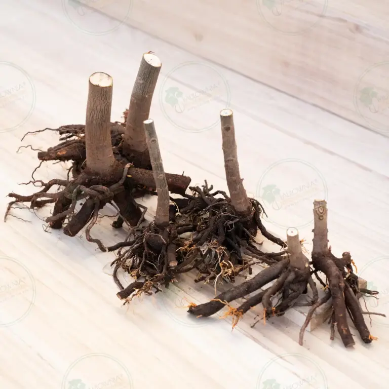Paulownia Pao Tong Z07 – Stump L