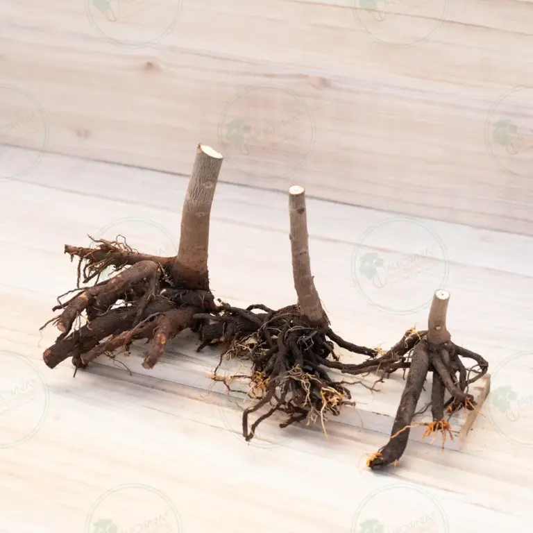 Paulownia Pao Tong Z07 – Stump L
