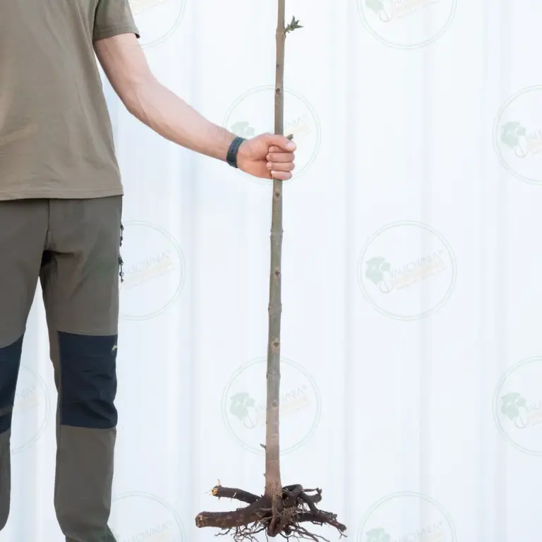 Paulownia Pao Tong Z07 – Tree 1.5 m