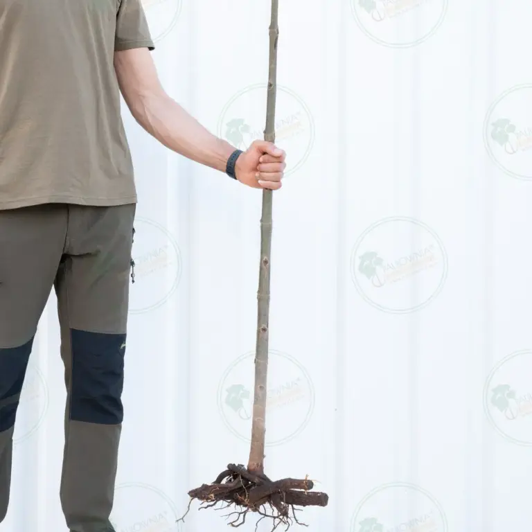 Paulownia Pao Tong Z07 – Tree 1.5 m