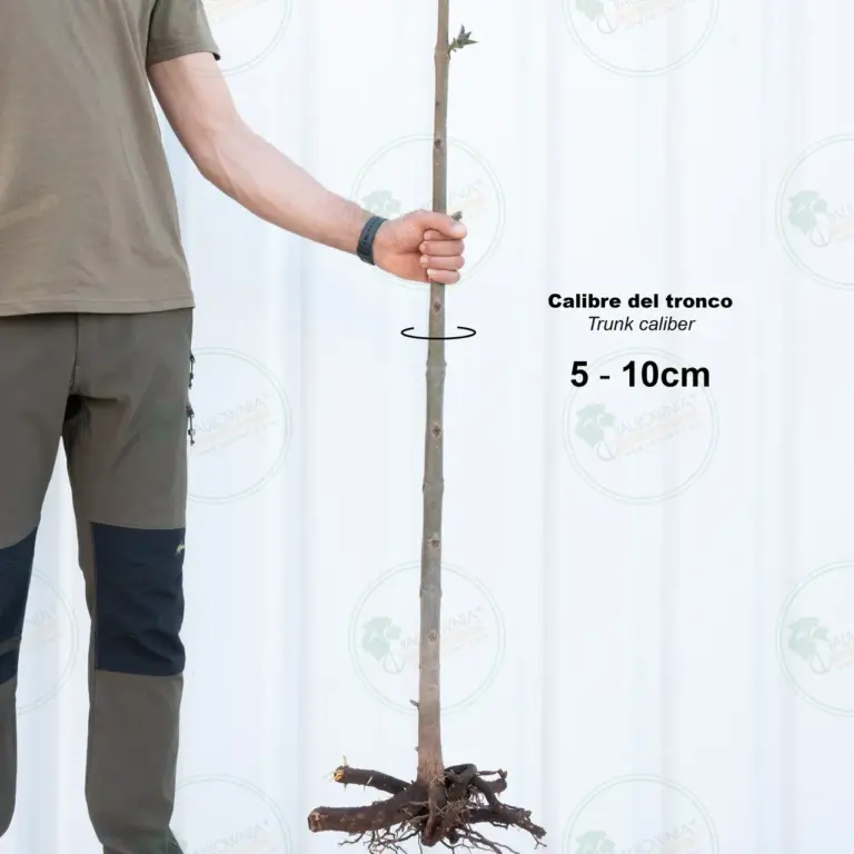 Paulownia Pao Tong Z07 – Tree 1.5 m