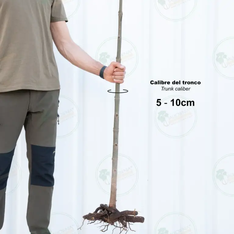 Paulownia Pao Tong Z07 – Tree 1.5 m