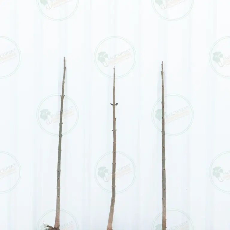 Paulownia Pao Tong Z07 – Tree 1.5 m