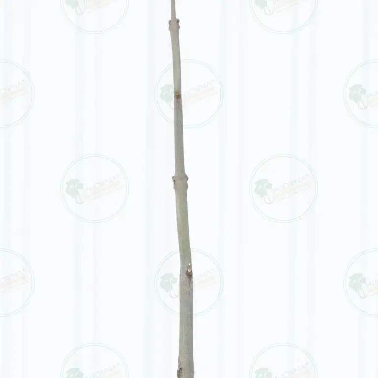 Paulownia Pao Tong Z07 – Tree 1.5 m