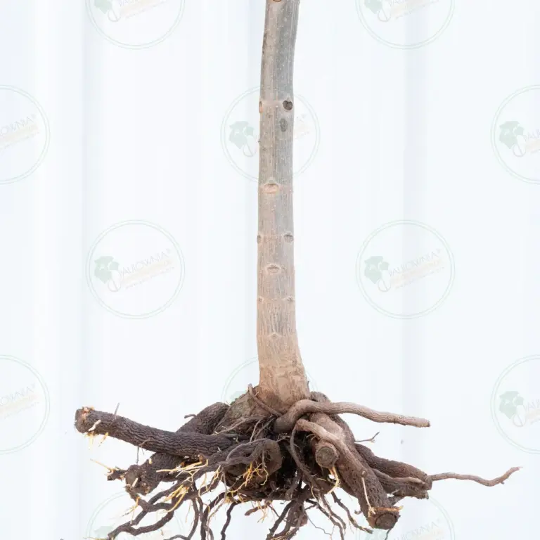Paulownia Pao Tong Z07 – Tree 1.5 m
