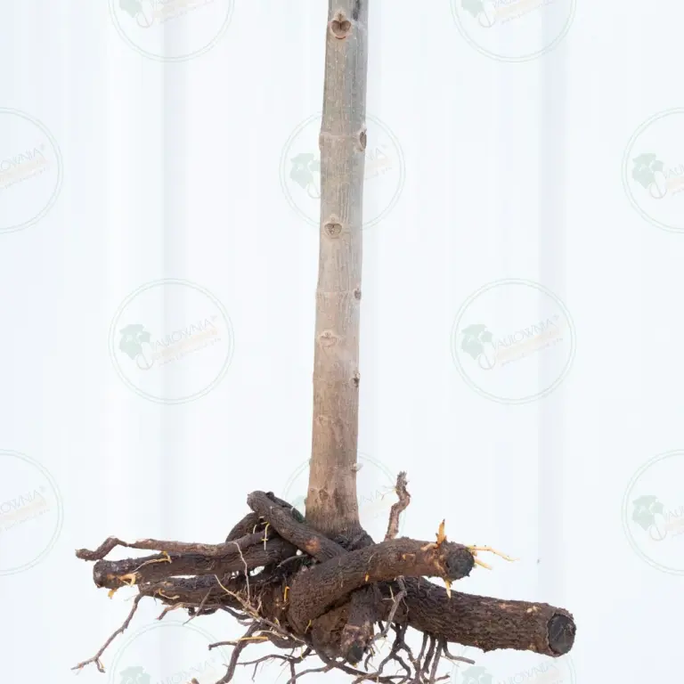 Paulownia Pao Tong Z07 – Tree 1.5 m
