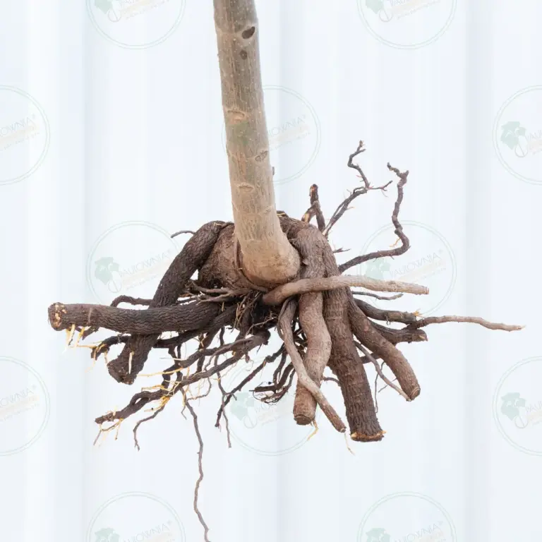 Paulownia Pao Tong Z07 – Tree 1.5 m