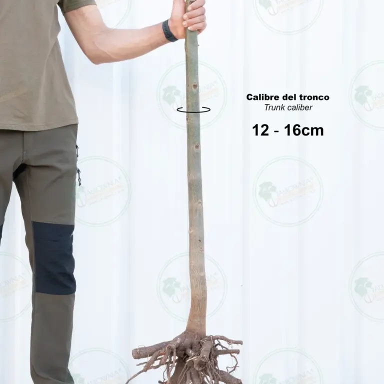 Paulownia Pao Tong Z07 – Tree 2.5 m