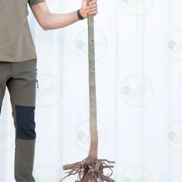 Paulownia Pao Tong Z07 – Tree 2.5 m