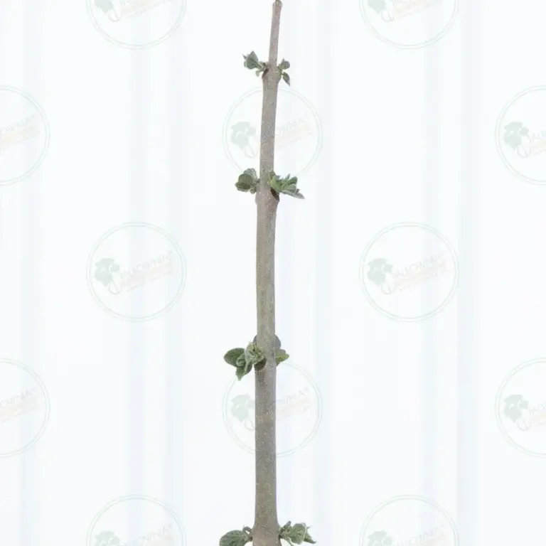 Paulownia Pao Tong Z07 – Tree 2.5 m