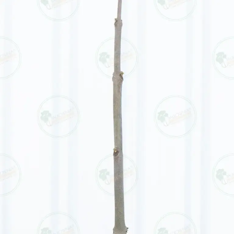 Paulownia Pao Tong Z07 – Tree 2.5 m