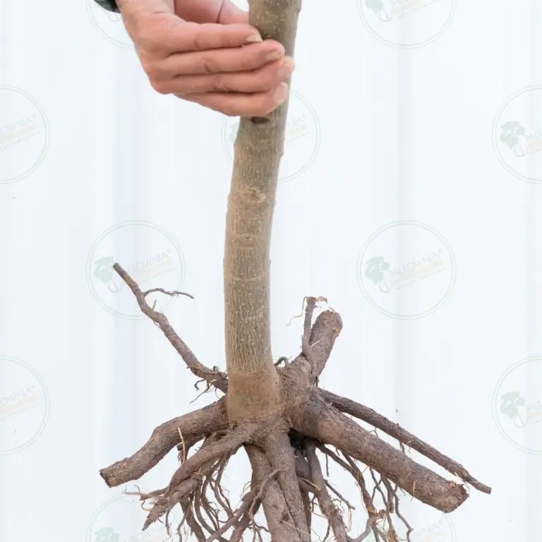 Paulownia Pao Tong Z07 – Tree 2.5 m