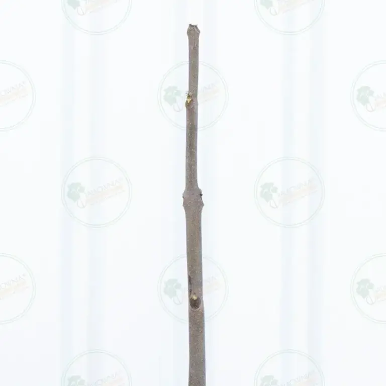 Paulownia Proxy2® – Tree 2 m