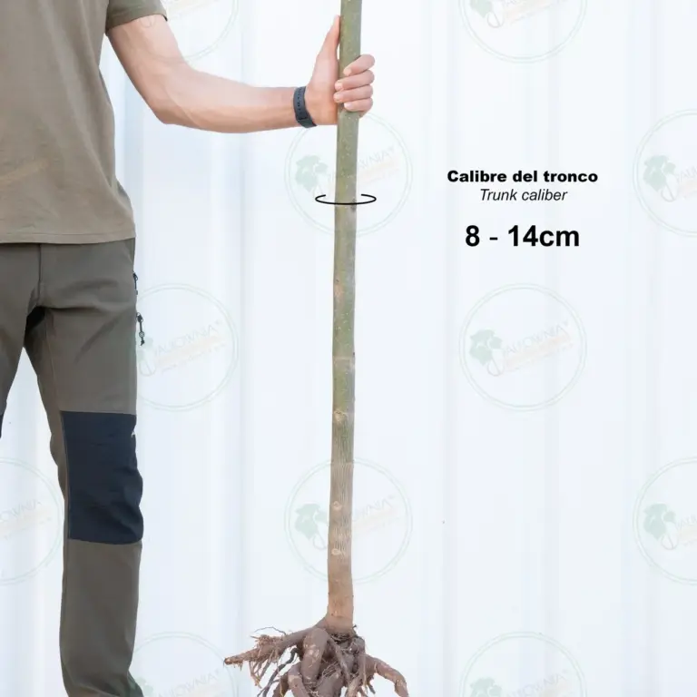 Paulownia Proxy2® – Tree 2 m