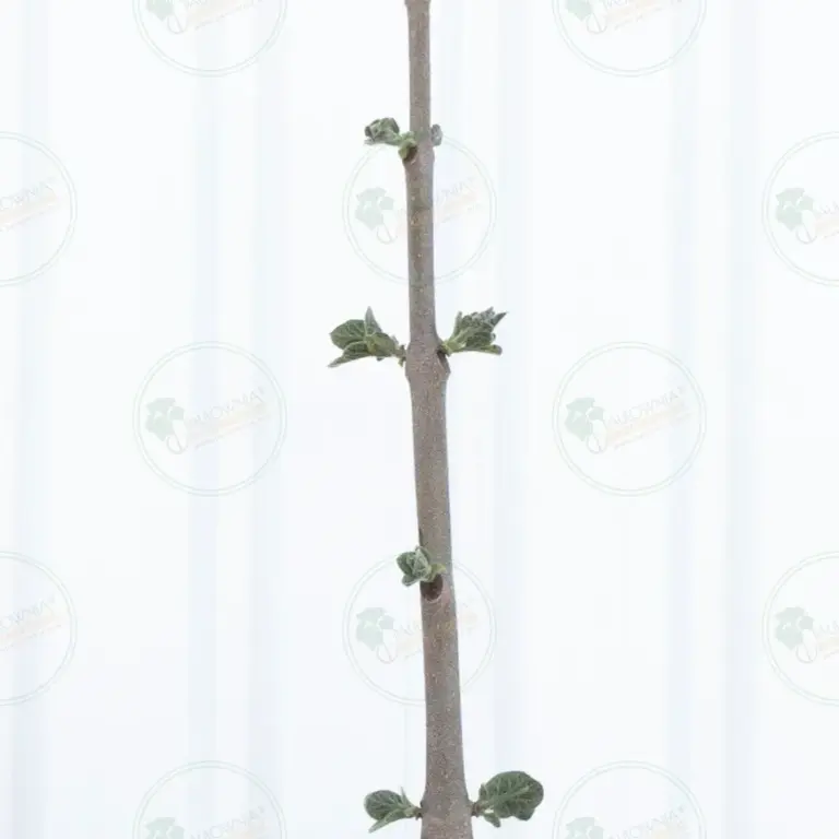 Paulownia Proxy2® – Tree 2 m