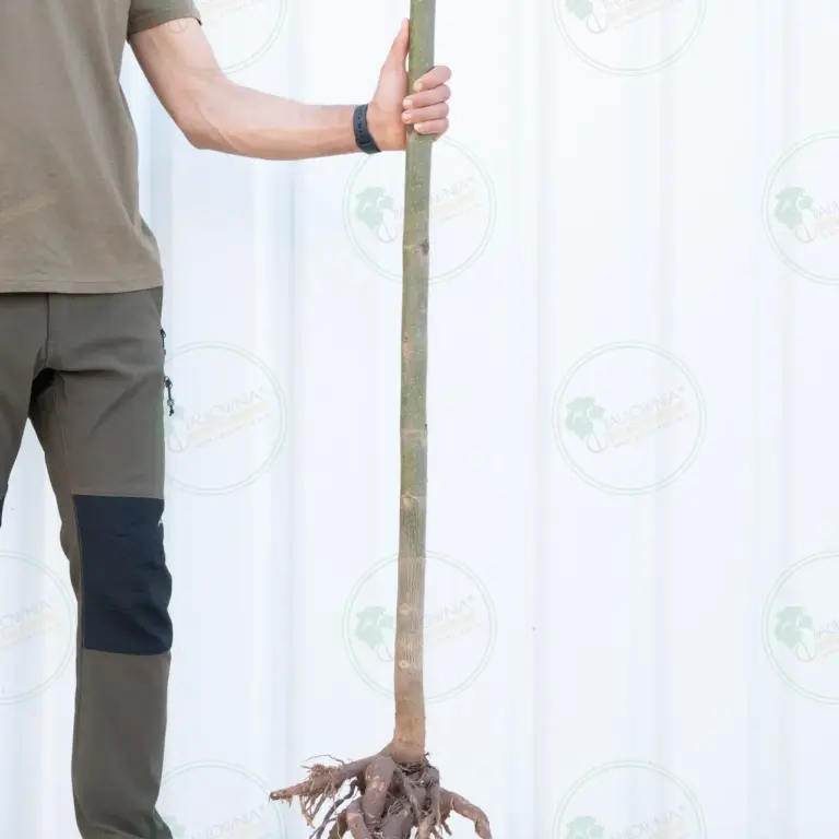 Paulownia Proxy2® – Tree 2 m