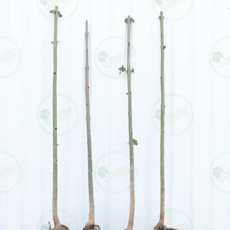 Paulownia Proxy2® – Tree 2 m