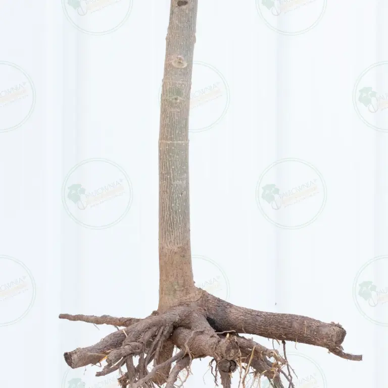 Paulownia Proxy2® – Tree 2 m