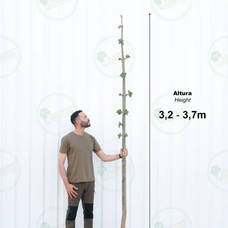 Paulownia Pao Tong Z07 – Tree 3.5 m