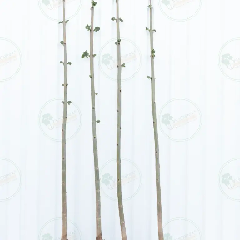 Paulownia Pao Tong Z07 – Tree 3.5 m