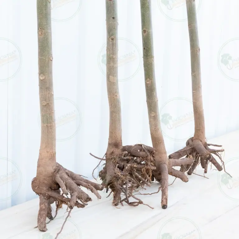Paulownia Pao Tong Z07 – Tree 3.5 m
