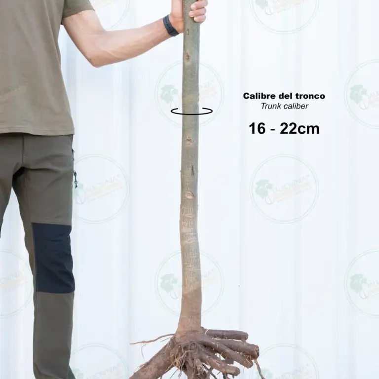 Paulownia Pao Tong Z07 – Tree 3.5 m
